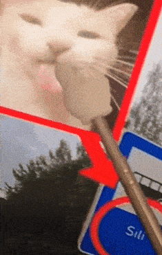 silly cat :3